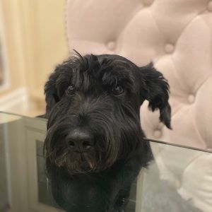 Meet your Posher, Igor